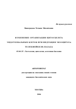 Изменение организации цитоскелета эндотелиальных клеток при индукции экзоцитоза телец Вейбеля-Палада - тема автореферата по биологии, скачайте бесплатно автореферат диссертации