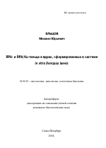 RPA- и RPA/Ku-тельца в ядрах, сформированных в системе in vitro Xenopus laevis - тема автореферата по биологии, скачайте бесплатно автореферат диссертации