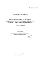 Рибосомный белок S26 человека: взаимодействие с собственной пре-м РНК и участие в регуляции ее сплайсинга - тема автореферата по биологии, скачайте бесплатно автореферат диссертации