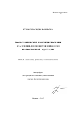 Морфологические и функциональные изменения лимфоцитов в процессе краткосрочной адаптации - тема автореферата по биологии, скачайте бесплатно автореферат диссертации