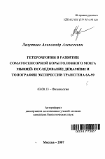 Гетерохронии в развитии соматосенсорной коры головного мозга мышей: исследование динамики и топографии экспрессии трансгена 6А-99 - тема автореферата по биологии, скачайте бесплатно автореферат диссертации