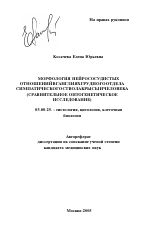 Морфология нейрососудистых отношений в ганглиях грудного отдела симпатического ствола крысы и человека - тема автореферата по биологии, скачайте бесплатно автореферат диссертации