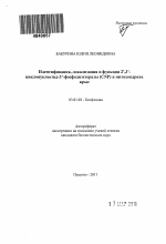 Идентификация, локализация и функции 2`,3`-циклонуклеотид-3`-фосфодиэстеразы (CNP) в митохондриях крыс - тема автореферата по биологии, скачайте бесплатно автореферат диссертации