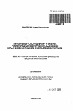 Эффективность выращивания и откорма чистопородных волгоградских, кавказских баранчиков и их помесей с эдильбаевской породой - тема автореферата по сельскому хозяйству, скачайте бесплатно автореферат диссертации