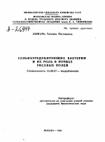 СУЛЬФАТРЕДУЦИРУЮЩИЕ БАКТЕРИИ И ИХ РОЛЬ В ПОЧВАХ РИСОВЫХ ПОЛЕЙ - тема автореферата по биологии, скачайте бесплатно автореферат диссертации