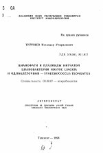 Цианофаги и плазмиды нитчатой цианобактерии Nostoc Linckia и одноклеточной - Synechococcus elongatus - тема автореферата по биологии, скачайте бесплатно автореферат диссертации