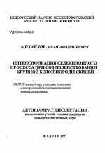 Интенсификация селекционного процесса при совершенствовании крупной белой породы свиней - тема автореферата по сельскому хозяйству, скачайте бесплатно автореферат диссертации