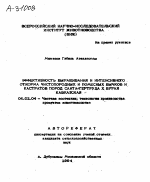 ЭФФЕКТИВНОСТЬ ВЫРАЩИВАНИЯ И ИНТЕНСИВНОГО ОТКОРМА ЧИСТОПОРОДНЫХ И ПОМЕСНЫХ БЫЧКОВ И КАСТРАТОВ ПОРОД САНТА-ГЕРТРУДА X БУРАЯ КАВКАЗСКАЯ - тема автореферата по сельскому хозяйству, скачайте бесплатно автореферат диссертации