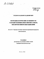 МОРФОБИОЛОГИЧЕСКИЕ ОСОБЕННОСТИ ГОЛУБОЙ ТИЛЯПИИ (OREOCHROMIS AUREUS) ПРИ ИНТЕНСИВНОМ ВЫРАЩИВАНИИ - тема автореферата по сельскому хозяйству, скачайте бесплатно автореферат диссертации