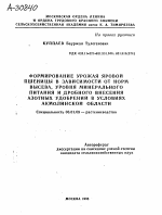 ФОРМИРОВАНИЕ УРОЖАЯ ЯРОВОЙ ПШЕНИЦЫ В ЗАВИСИМОСТИ ОТ НОРМ ВЫСЕВА, УРОВНЯ МИНЕРАЛЬНОГО ПИТАНИЯ И ДРОБНОГО ВНЕСЕНИЯ АЗОТНЫХ УДОБРЕНИЙ В УСЛОВИЯХ АКМОЛИНСКОЙ ОБЛАСТИ - тема автореферата по сельскому хозяйству, скачайте бесплатно автореферат диссертации