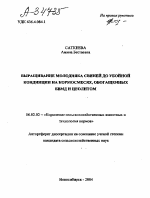 ВЫРАЩИВАНИЕ МОЛОДНЯКА СВИНЕЙ ДО УБОЙНОЙ КОНДИЦИИ НА КОРМОСМЕСЯХ, ОБОГАЩЕННЫХ БВМД И ЦЕОЛИТОМ - тема автореферата по сельскому хозяйству, скачайте бесплатно автореферат диссертации