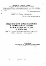 Вредоносность бурой ржавчины и селекционная защита яровой пшеницы от нее в Поволжье - тема автореферата по сельскому хозяйству, скачайте бесплатно автореферат диссертации