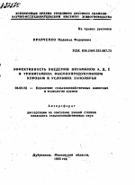 ЭФФЕКТИВНОСТЬ ВВЕДЕНИЯ ВИТАМИНОВ А, Д, Е И ТРИВИТАМИНА ВЫСОКОПРОДУКТИВНЫМ КОРОВАМ В УСЛОВИЯХ ЗАПОЛЯРЬЯ - тема автореферата по сельскому хозяйству, скачайте бесплатно автореферат диссертации