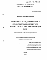 Изучение белка E(y)2P Drosophila melanogaster, являющегося паралогом фактора транскрипции E(y)2 - тема диссертации по биологии, скачайте бесплатно