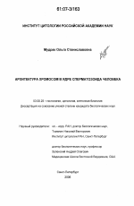 Архитектура хромосом в ядре сперматозоида человека - тема диссертации по биологии, скачайте бесплатно