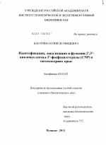 Идентификация, локализация и функции 2`,3`-циклонуклеотид-3`-фосфодиэстеразы (CNP) в митохондриях крыс - тема диссертации по биологии, скачайте бесплатно