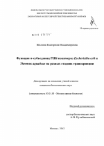 Функции σ-субъединиц РНК-полимераз Escherichia coli и Thermus aquaticus на разных стадиях транскрипции - тема диссертации по биологии, скачайте бесплатно