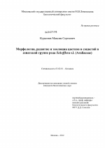 Морфология, развитие и эволюция цветков и соцветий в азиатской группе рода Schefflera s.L. (Araliaceae) - тема диссертации по биологии, скачайте бесплатно