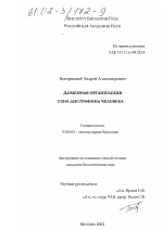 Доменная организация гена дистрофина человека - тема диссертации по биологии, скачайте бесплатно