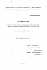 Структура микробных сообществ, развивающихся на поверхности каменных памятников архитектуры - тема диссертации по биологии, скачайте бесплатно