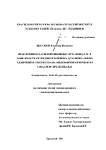 Продуктивность озимой пшеницы сорта Победа 50 в зависимости от предшественников, доз минеральных удобрений и сроков сева на обыкновенном черноземе Западного Предкавказья - тема диссертации по сельскому хозяйству, скачайте бесплатно